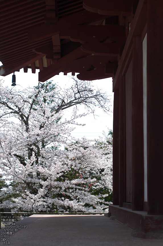 法輪寺_桜_2013yaotomi_8s.jpg