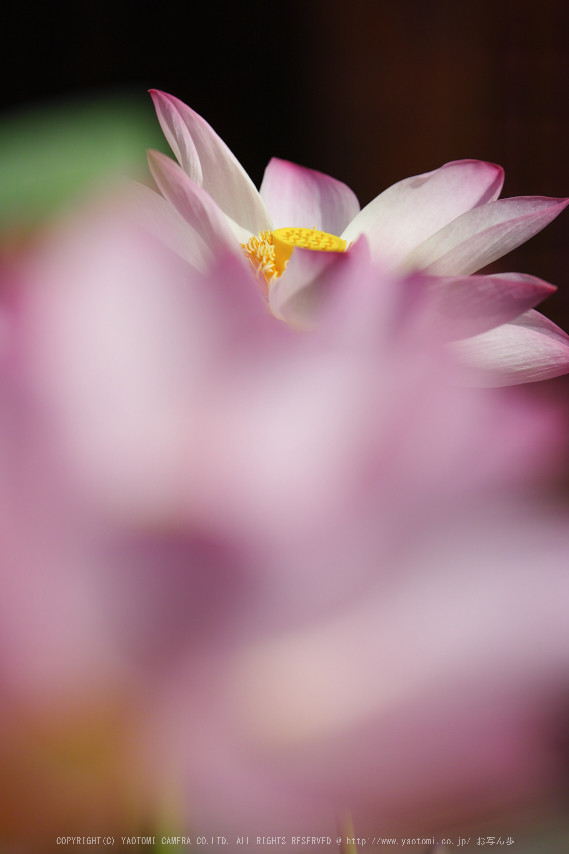 法金剛院,蓮(SDQ_0913,100 mm,F2.8)2016yaotomi.jpg