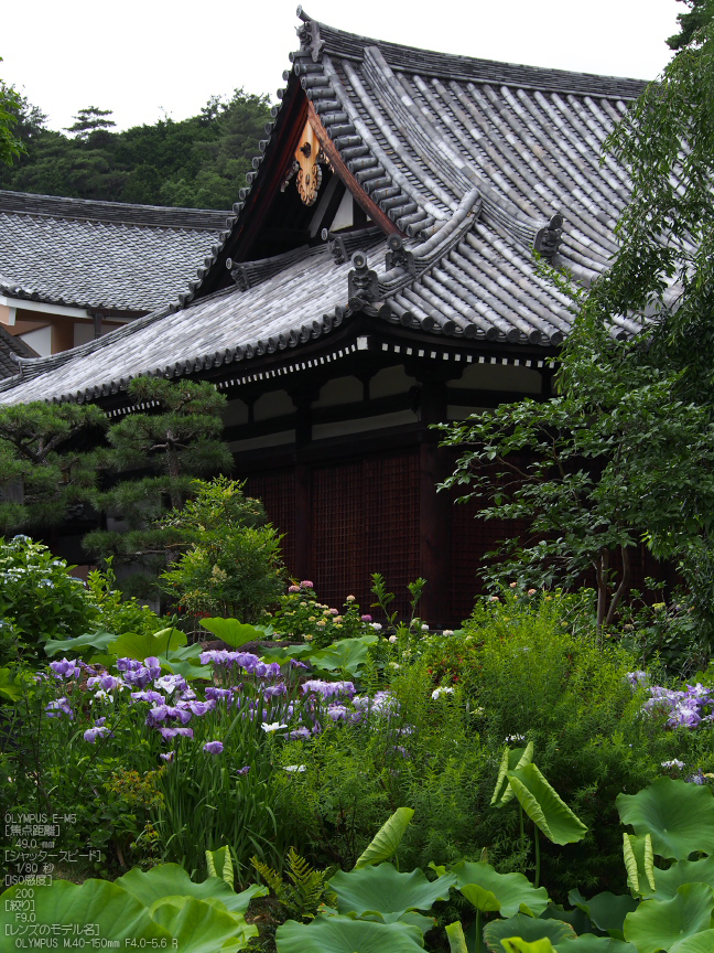 法金剛院_菖蒲_2012_yaotomi_お写ん歩_12.jpg