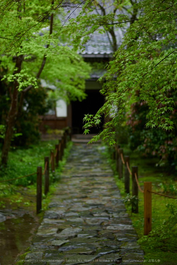 洛北蓮華寺,新緑(P9710721,43 mm,F1.7,DMC-GX7)2015yaotomi.jpg