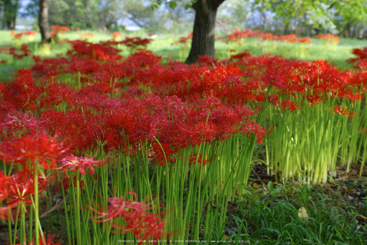 http://www.yaotomi.co.jp/blog/walk/%E6%BB%8B%E8%B3%80%E9%AB%98%E5%B3%B6%2C%E6%A1%82%E6%B5%9C%E5%9C%92%E5%9C%B0%2C%E5%BD%BC%E5%B2%B8%E8%8A%B1%28PK1_0538RRS%2C50%20mm%2CF5%2Ciso100%292016yaotomi.jpg