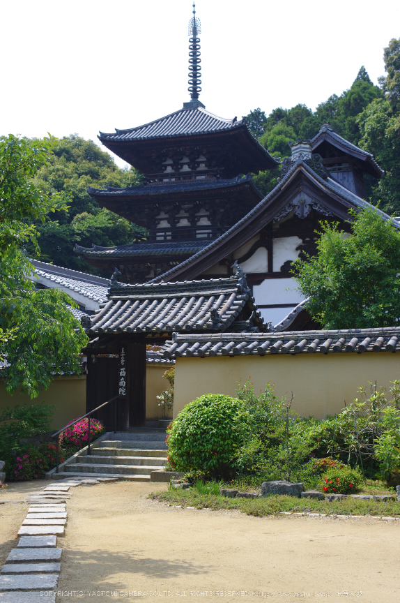 當麻寺,西南院,サツキ(K32_0569,35 mm,F6.3)2015yaotomi_.jpg