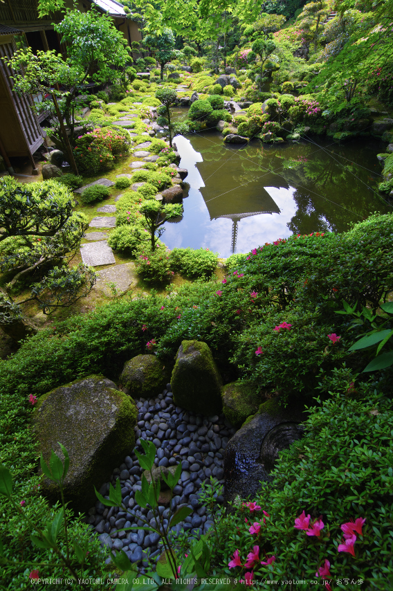 當麻寺,西南院,サツキ(K32_0581,12 mm,F10)2015yaotomi_.jpg