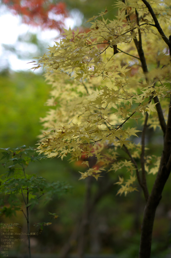 直指庵・紅葉_2011_10.jpg