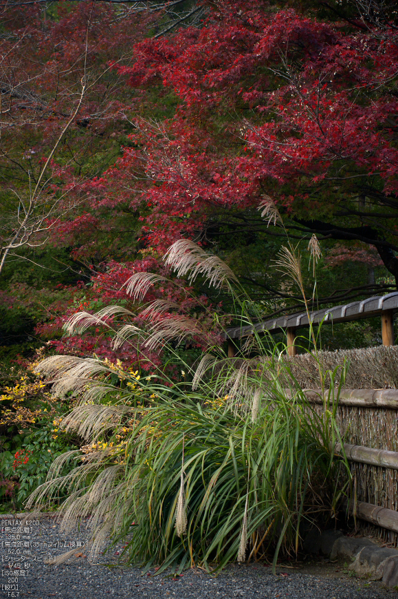 直指庵・紅葉_2011_7.jpg