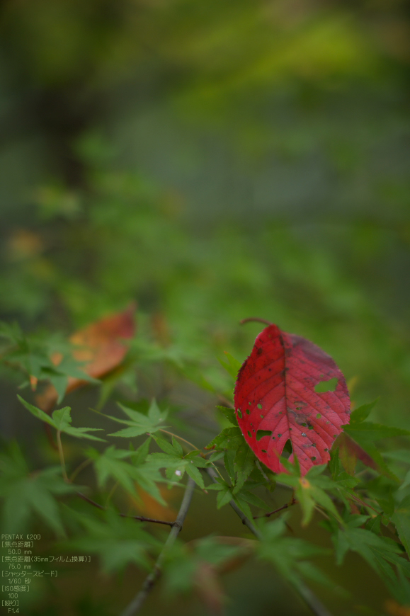 直指庵・紅葉_2011_9.jpg