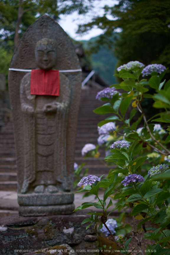 矢田寺,あじさい(DSCF6286,35mm,F1.6)2014yaotomi_.jpg