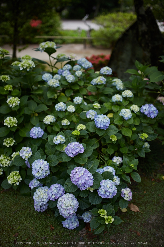 矢田寺,紫陽花(5J7C0719,F1.6)2014yaotomi_.jpg