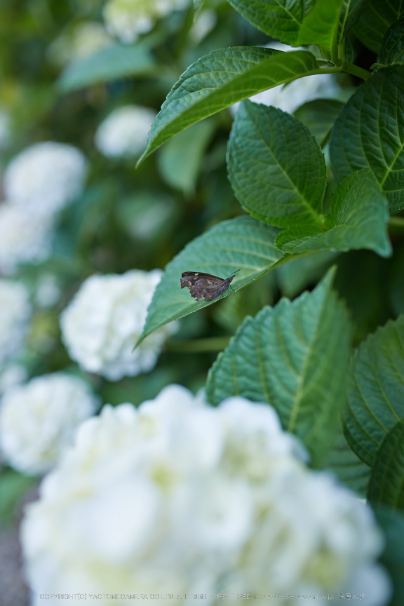 矢田寺,紫陽花(5J7C0772,F2.2)2014yaotomi_.jpg