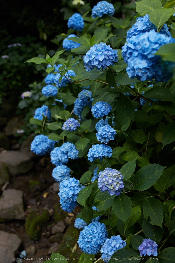 矢田寺,紫陽花(5J7C0811,F3.2)2014yaotomi_.jpg