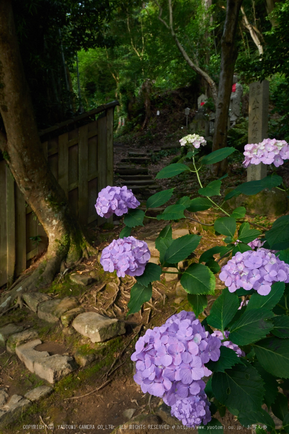 矢田寺,紫陽花(PEM10383,14 mm,F8)2015yaotomi_.jpg