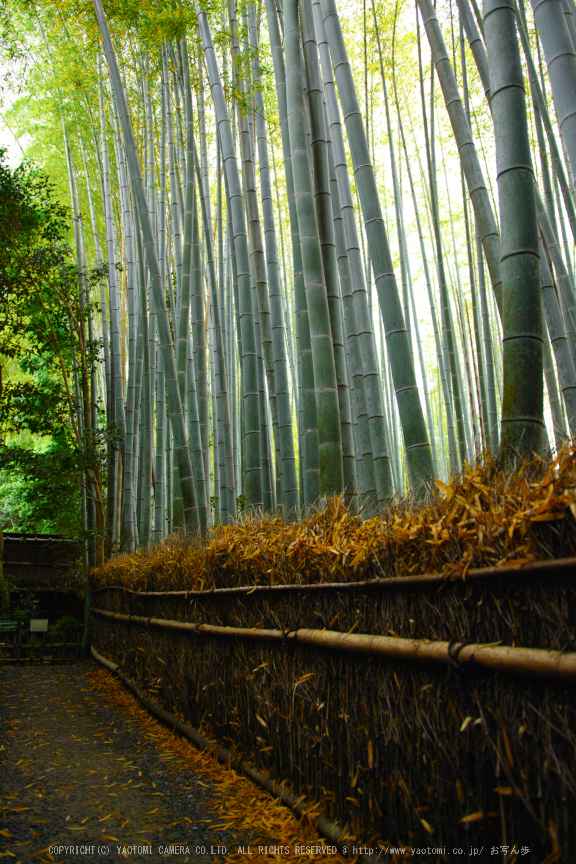 祇王寺,新緑(SDIM0487,18mm,F2)2014yaotomi_.jpg