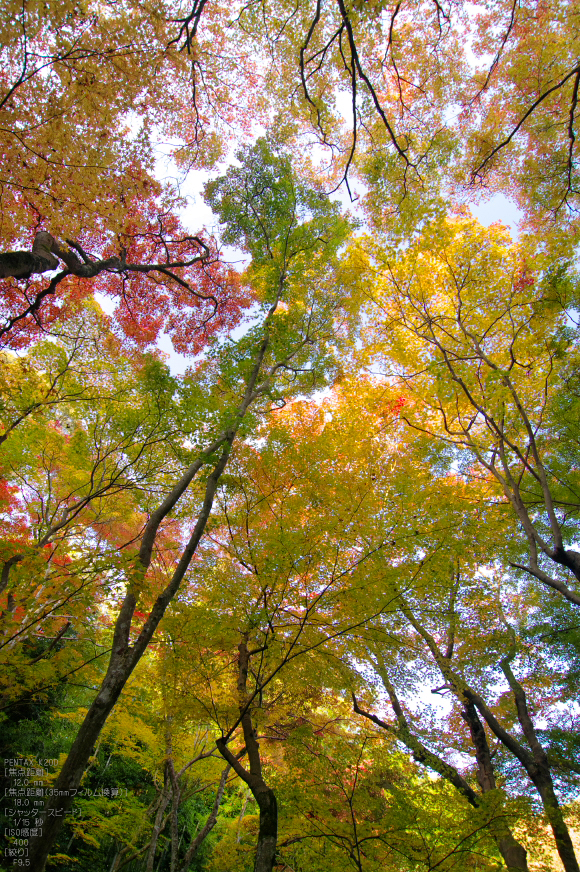 祇王寺_紅葉_2011_9.jpg