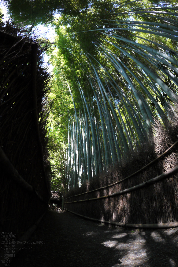 祇王寺_苔_201109_9.jpg