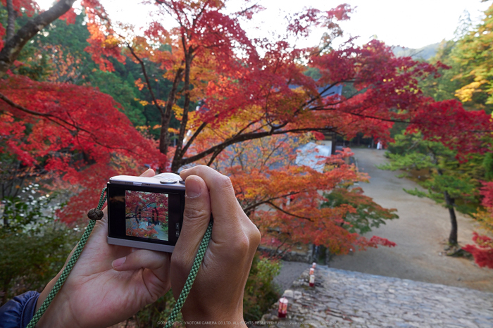 神護寺,紅葉(PB050112,12mm,F7.1,EM1)2014yaotomi_s.jpg