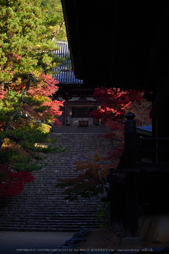 神護寺,紅葉(PB050139,50mm,F3.2,EM1)2014yaotomi.jpg