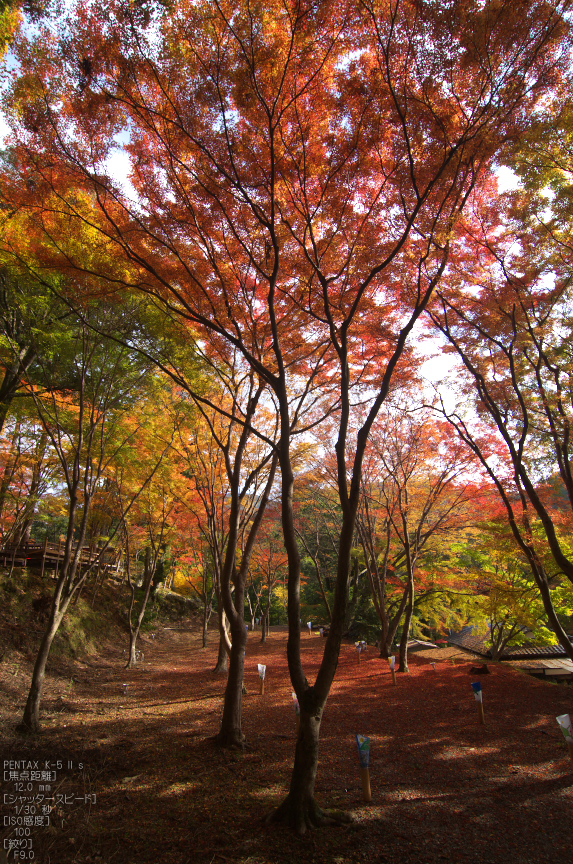 神護寺_紅葉2012_yaotomi_60s.jpg