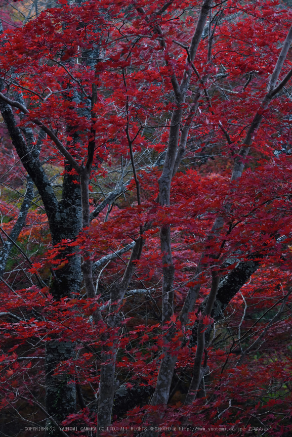 http://www.yaotomi.co.jp/blog/walk/%E7%AC%A0%E7%BD%AE%E5%AF%BA%2C%E7%B4%85%E8%91%89%28DSC_0648%2C105mm%2CF10%2CD750%292014yaotomi.jpg