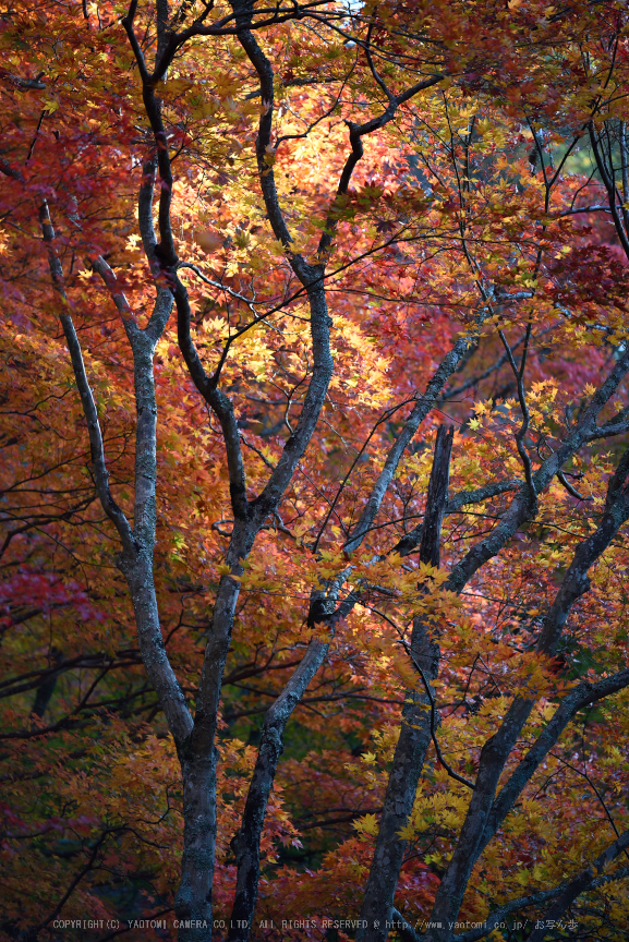 笠置寺,紅葉(DSC_0741,175mm,F4,D750)2014yaotomi.jpg