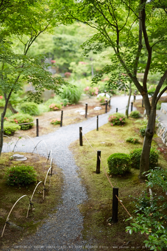 等持院,さつき(5J7C0483,50mm,F1.6)2014yaotomi_.jpg