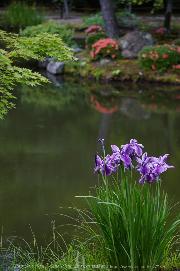 等持院,さつき(5J7C0533,105mm,F5)2014yaotomi_.jpg