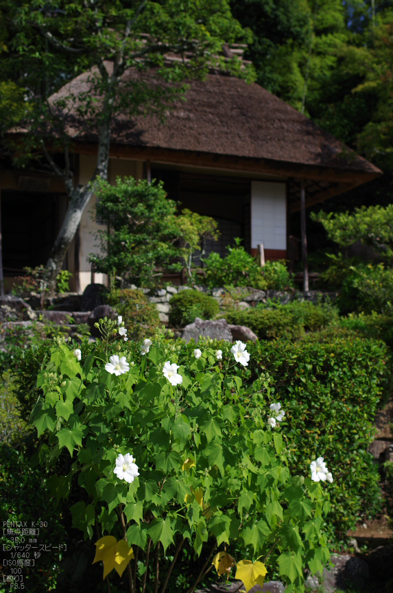 等持院_芙蓉_2012_PENTAX_K-30_yaotomi_お者ん歩_10.jpg