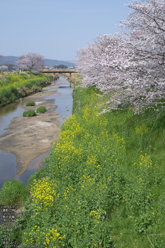 http://www.yaotomi.co.jp/blog/walk/%E7%AE%B8%E5%B0%BE%28%E9%AB%98%E7%94%B0%E5%B7%9D%29_%E6%A1%9C_2013yaotomi_15s.jpg