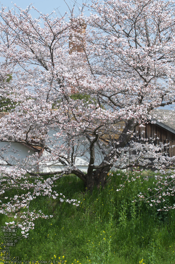 箸尾(高田川)_桜_2013yaotomi_17s.jpg