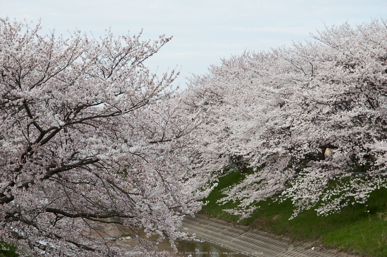 http://www.yaotomi.co.jp/blog/walk/%E7%AE%B8%E5%B0%BE%E3%83%BB%E6%A1%9C%28PK3_8674%2CF8%2C63mm%292014yaotomi_.jpg