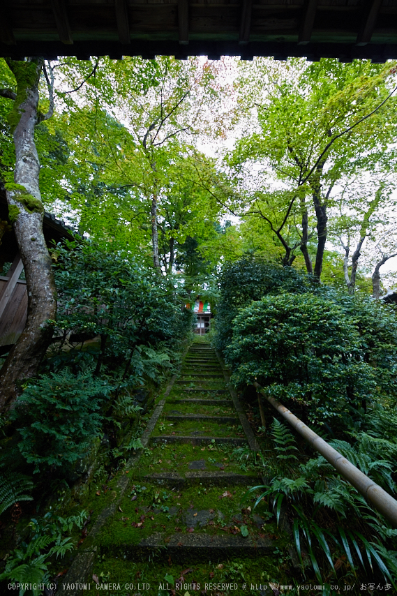 粟生光明寺,紅葉前(2K0A5045,12 mm,F6.3,iso250)2016yaotomi.jpg