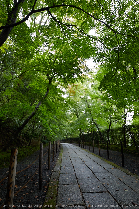 粟生光明寺,紅葉前(2K0A5160,24 mm,F8,iso500)2016yaotomi.jpg