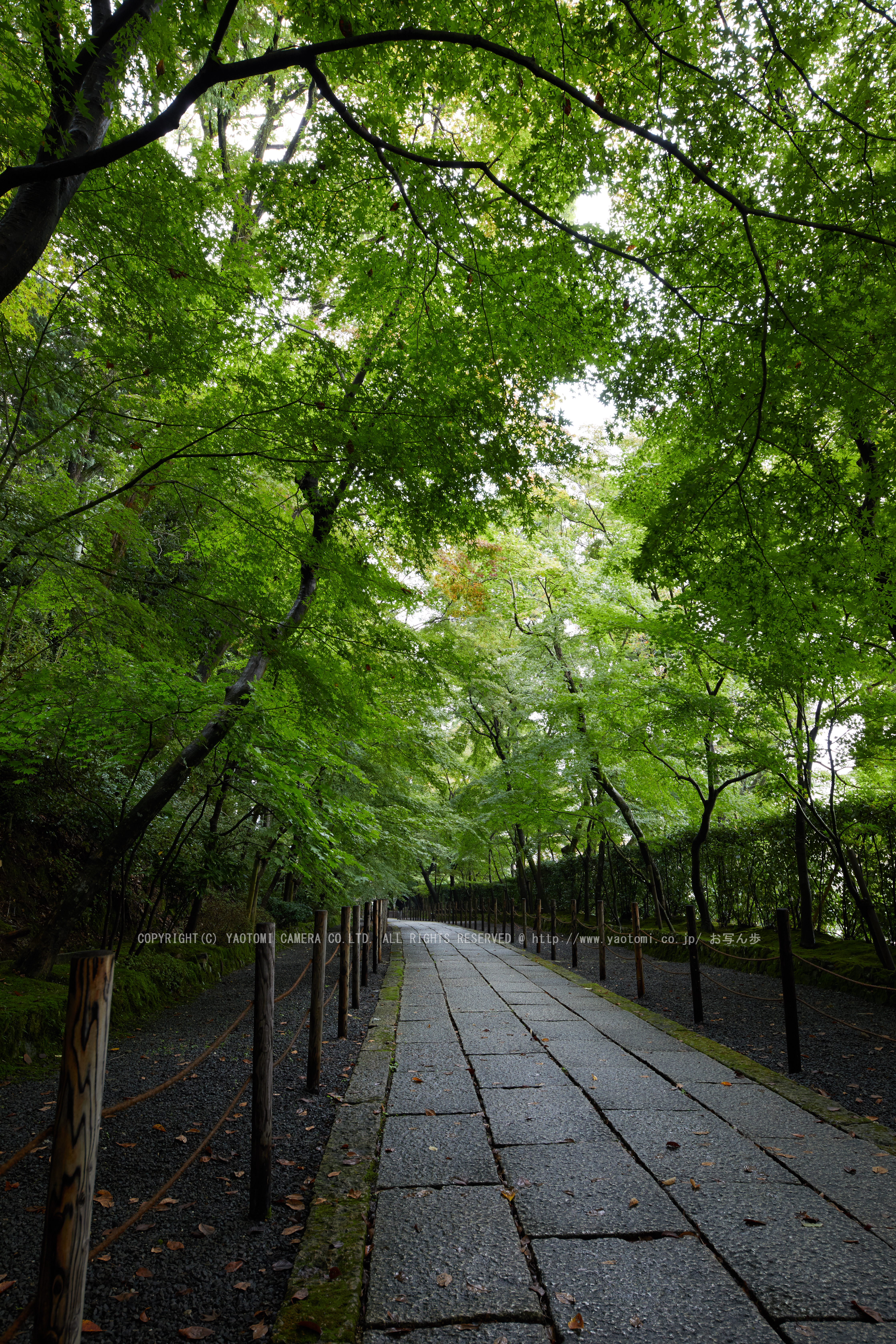 http://www.yaotomi.co.jp/blog/walk/%E7%B2%9F%E7%94%9F%E5%85%89%E6%98%8E%E5%AF%BA%2C%E7%B4%85%E8%91%89%E5%89%8D%282K0A5160FL%2C24%20mm%2CF8%2Ciso500%292016yaotomi.jpg