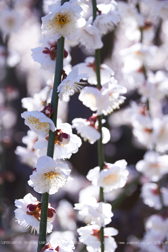 結城神社,梅,SIGMA18_200,(IMG_0502,75mm,F6.3)2014yaotomi_.jpg