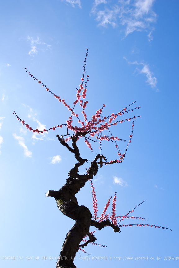 結城神社,梅,SIGMA18_200,(IMG_0657,24mm,F10)2014yaotomi_.jpg