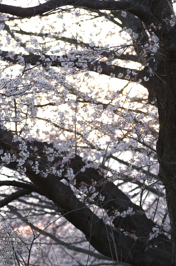 背割堤_桜_2013yaotomi_26s.jpg