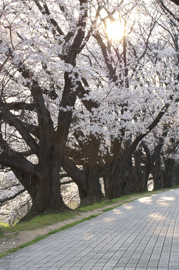 背割堤_桜_2013yaotomi_36s.jpg