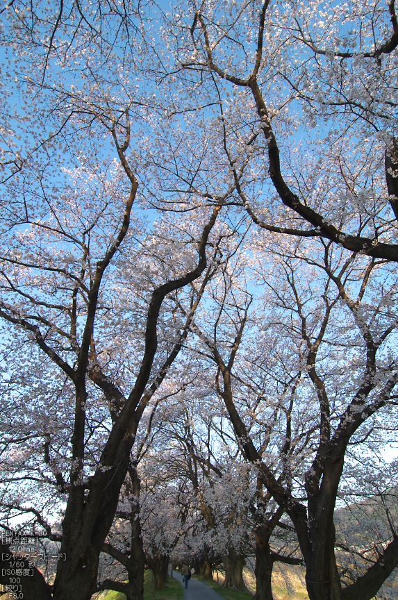 背割堤_桜_2013yaotomi_37s.jpg