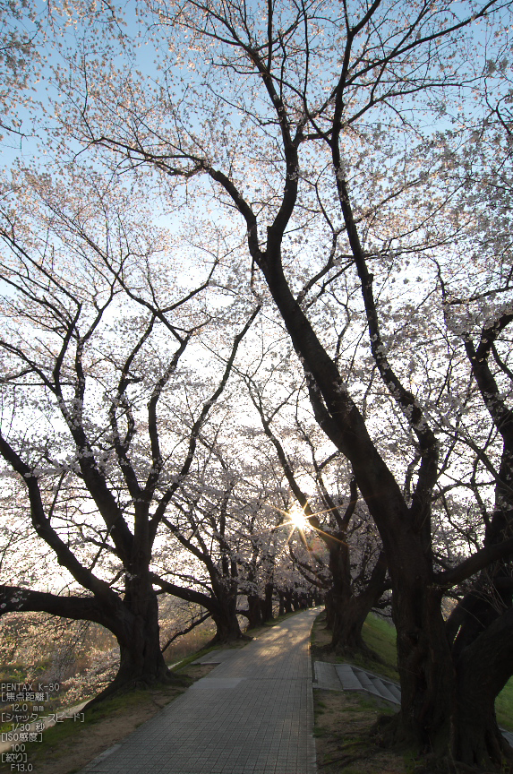 背割堤_桜_2013yaotomi_38s.jpg