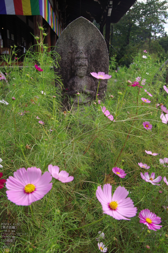 般若寺_コスモス_2012_yaotomi_お写ん歩_17.jpg