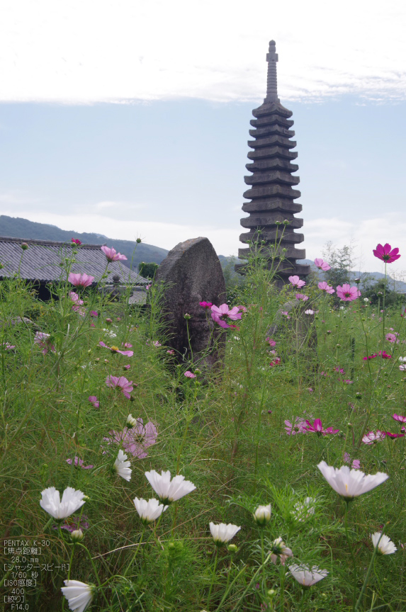 般若寺_コスモス_2012_yaotomi_お写ん歩_22.jpg