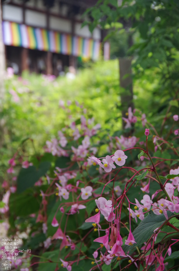 般若寺_コスモス_2012_yaotomi_お写ん歩_8.jpg