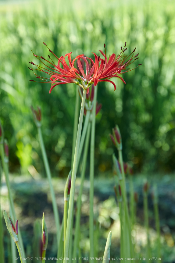 葛城,彼岸花(K32_1058,85 mm,F8,iso100)2015yaotomi_.jpg