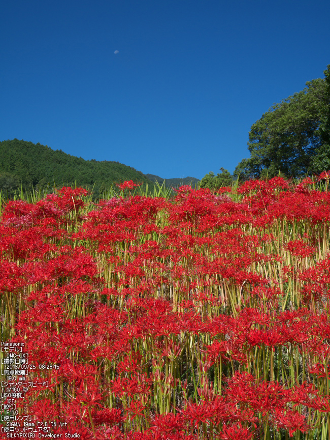 葛城古道,彼岸花_SIGMA,DN,Art_2013yaotomi_21s.jpg