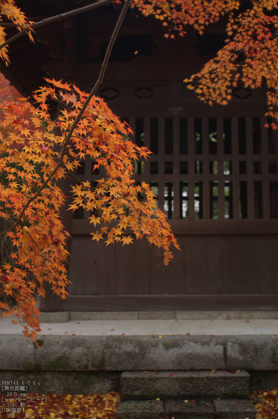 蓮華寺紅葉_2012yaotomi_17.jpg