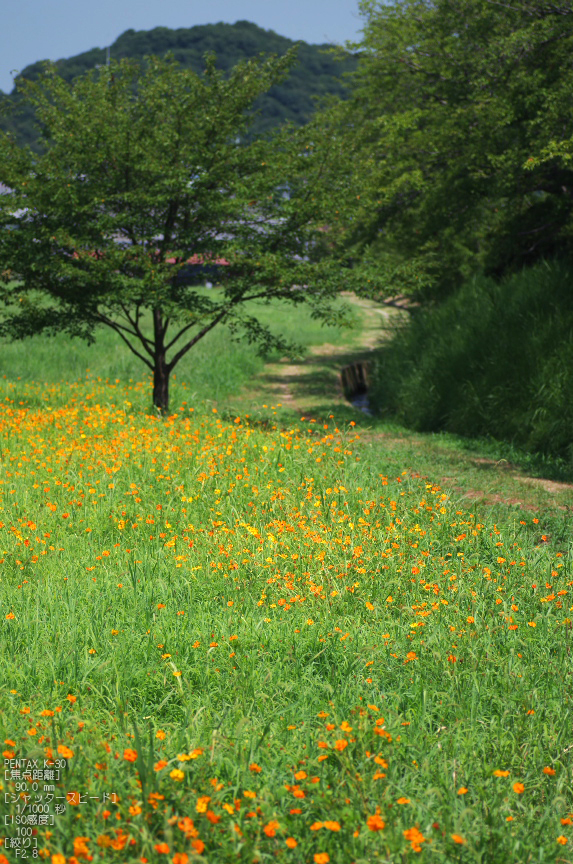 藤原宮跡_キバナコスモス_2012_yaotomi_お写ん歩_11.jpg