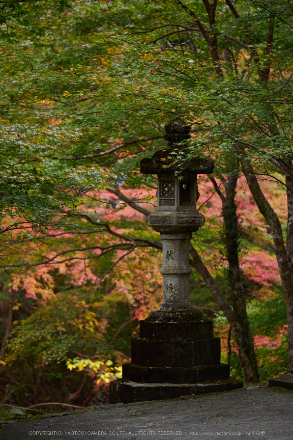 西明寺,紅葉(PB050177,75mm,F2.8,EM1)2014yaotomi.jpg