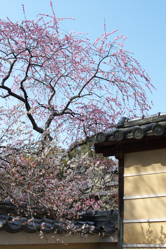 観心寺,梅(PK3_7255_F8,0_30mm)2014yaotomi_.jpg