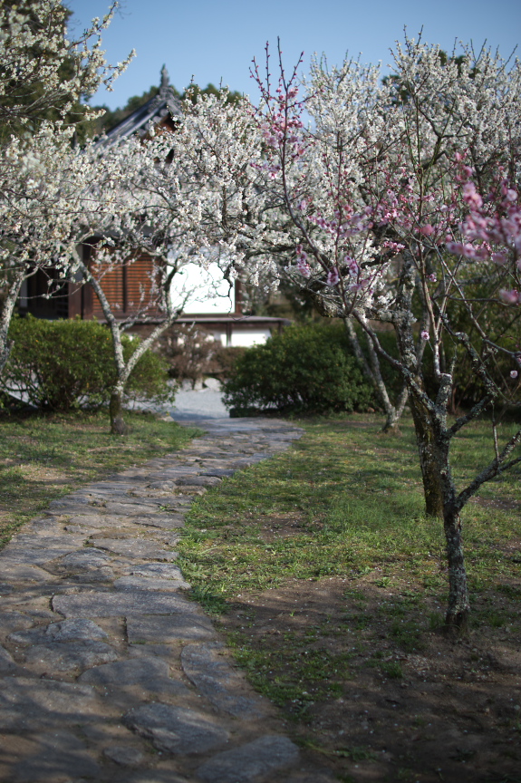 観心寺,梅(PK3_7365_F1,4_30mm)2014yaotomi_.jpg