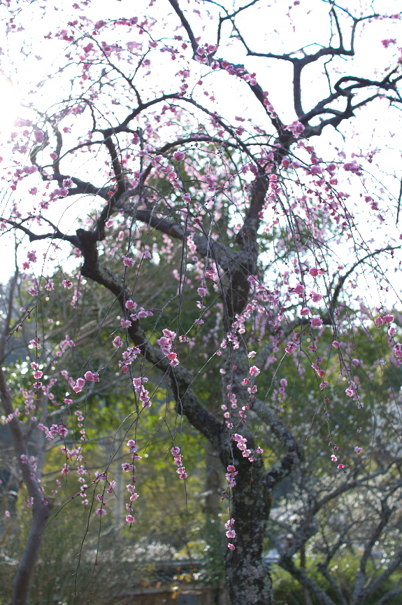 観心寺,梅(PK3_7376_F2,5_30mm)2014yaotomi_.jpg