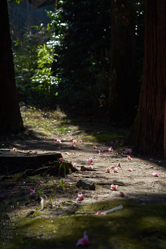 観心寺_梅_2013yaotomi_5s.jpg